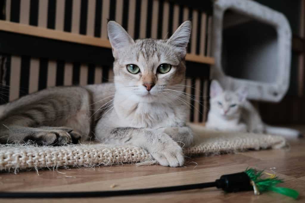 cat to keep mice out of RV