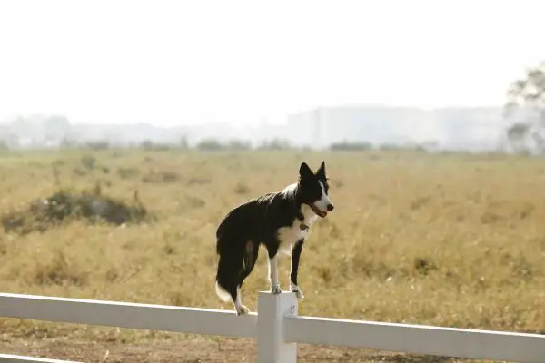 dog jumped on top of pet fence